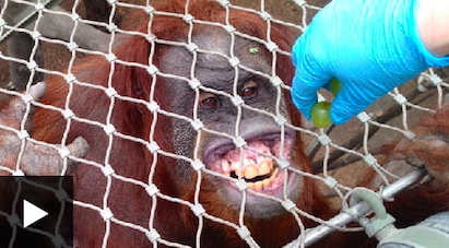 Dentists expanding client base: Orangutans
