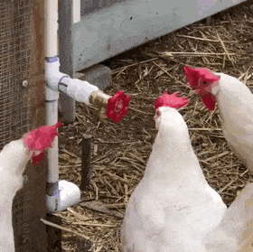 Which came first — the chicken or the faucet?