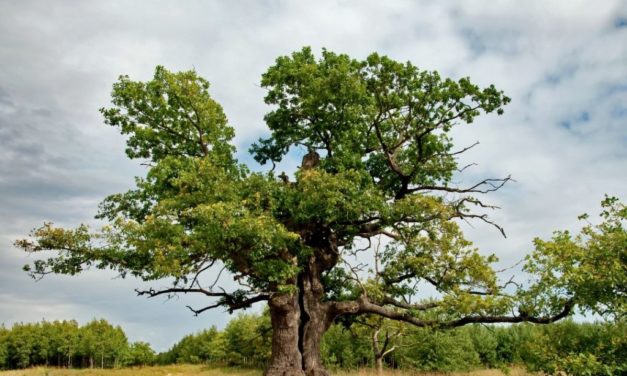 European Tree of the Year announced — it’s the “Oak Dunin” in Poland