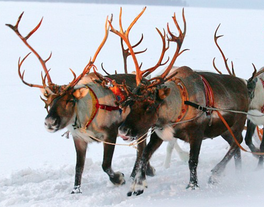 BBC Four’s Christmas Eve treat for dull men: two-hours watching reindeer pulling sleigh