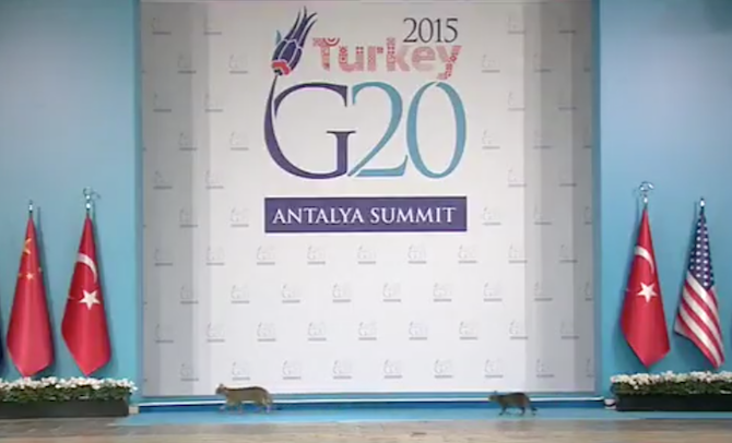Security breach at G20 Summit – cats break through tight barricades, walk on stage
