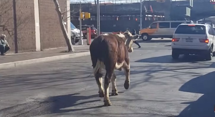 Breaking news from New York: cow out on streets captured by police