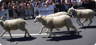 Sunday 3 July: Skipton Sheep Day