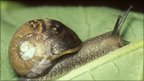 Snails Have Sat Nav — BBC contest produces proof