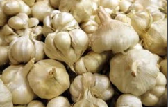 Poland nabs garlic smugglers—€180,000 collected