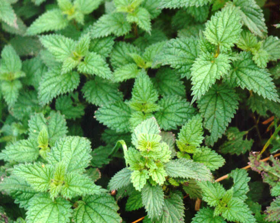 Nettles—tasty, nutritious—and free
