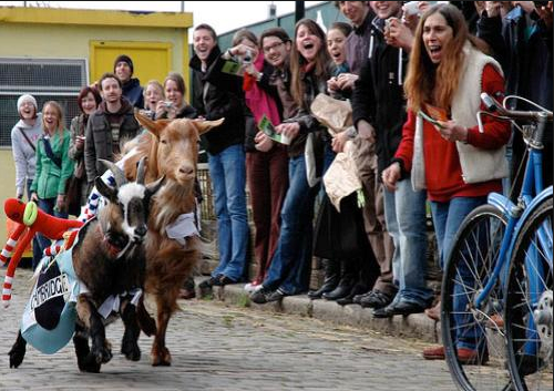 Second Annual Oxford-Cambridge Goat Race—Cambridge Wins