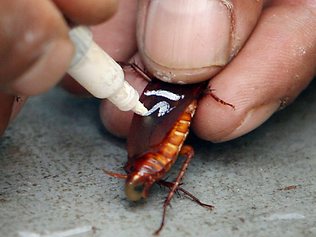 30th Annual Cockroach Race—Australia Day