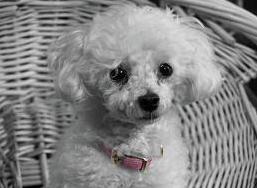 Why do poodles have curley hair?