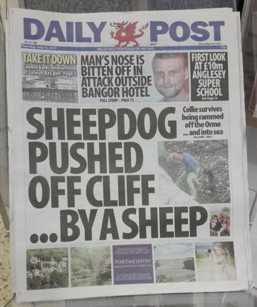 Breaking news from Wales — sheepdog pushed off cliff — by a sheep